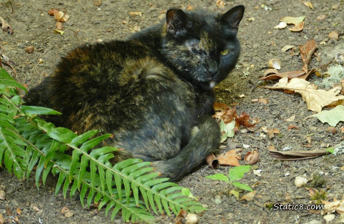 Tortishell cat lying on the ground with some fern leaves