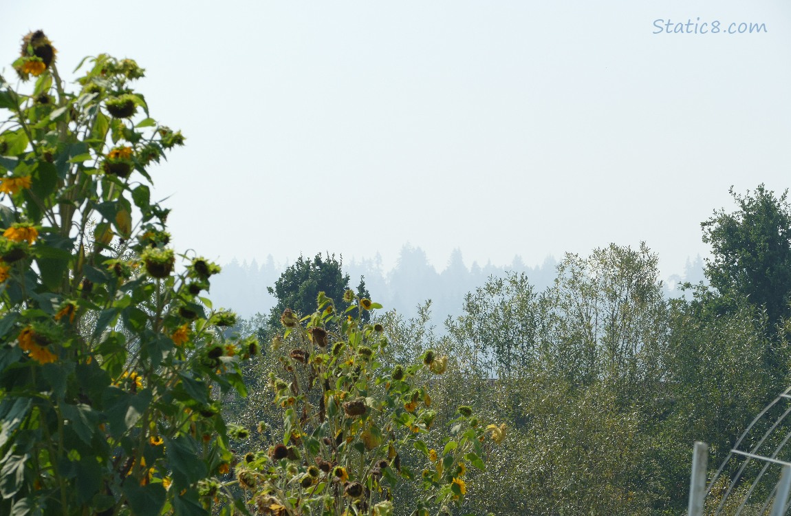 smoggy trees in the distance past some Sunflower plants