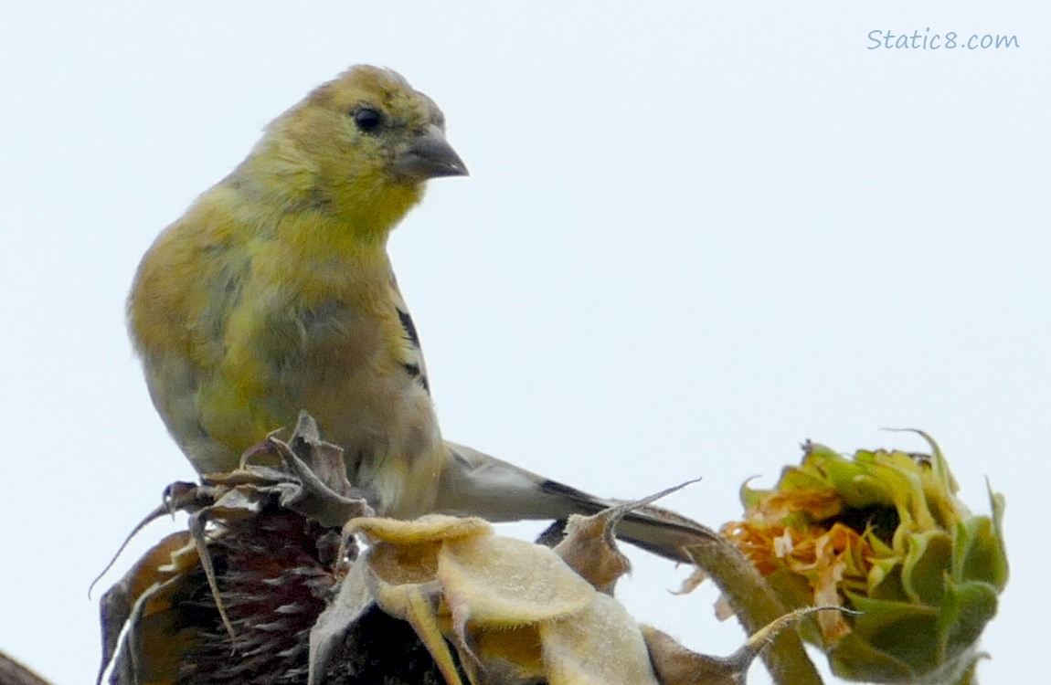 Goldfinch standing on a sunflower seed head