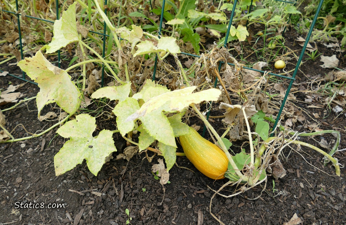 Armenian Cucumber on the ground with its dying leaves