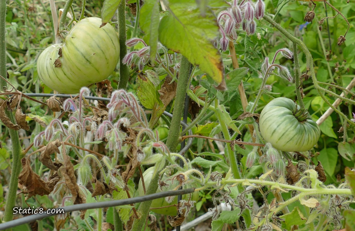 Green tomatoes ripening on the vine