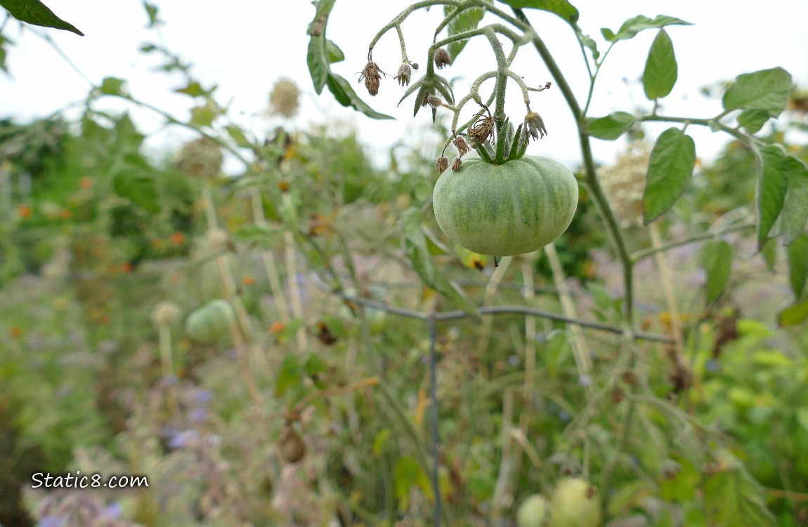 Green tomatoes growing on the vine
