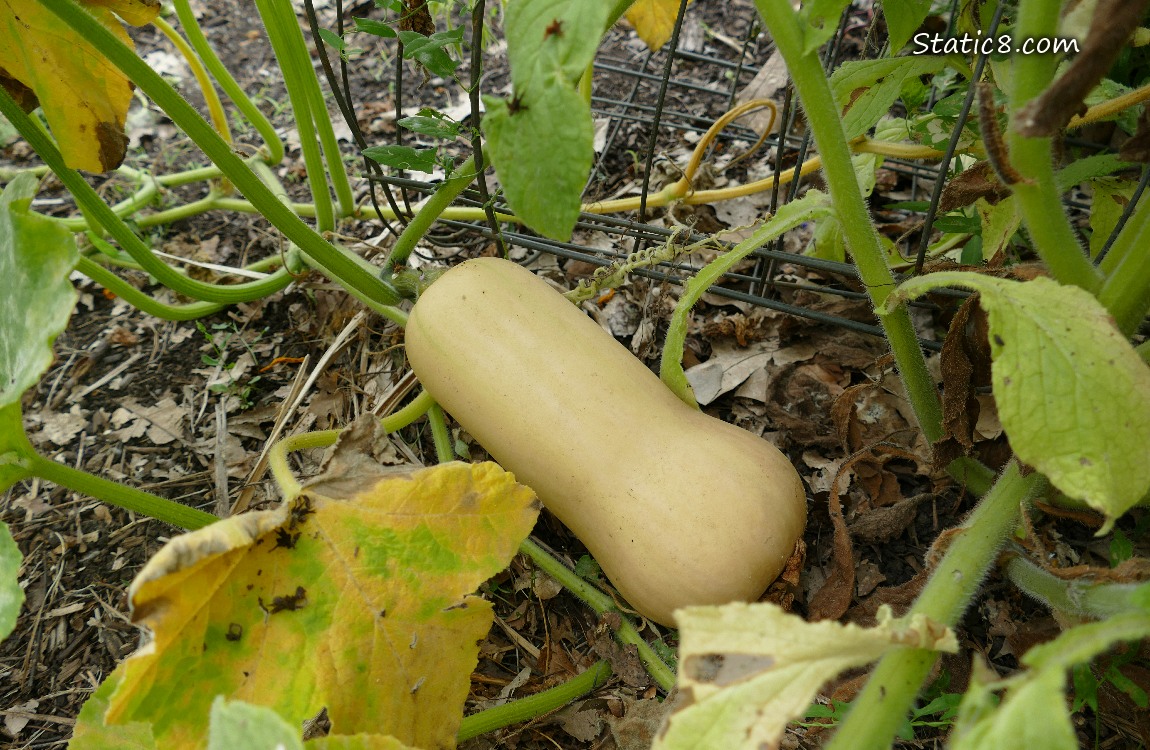 Butternut fruit ripening on the vine
