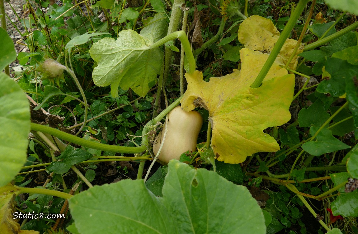 Butternut squash and leaves