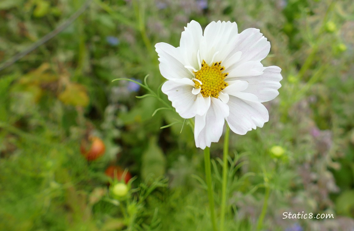 White Cosmos bloom in a garden