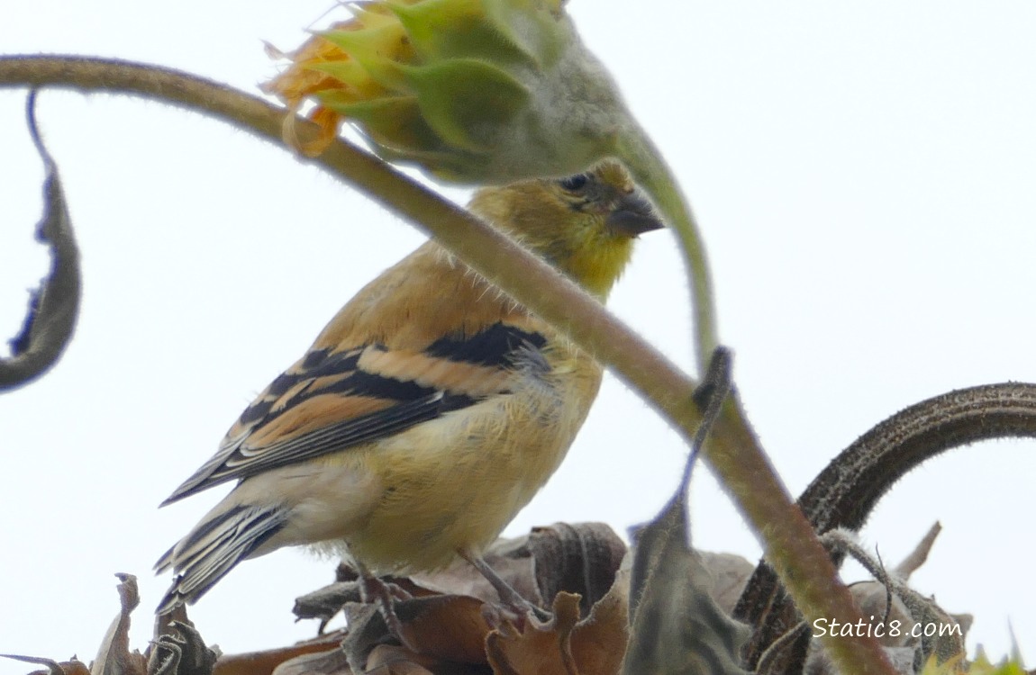 Goldfinch standing behind a sunflower stalk
