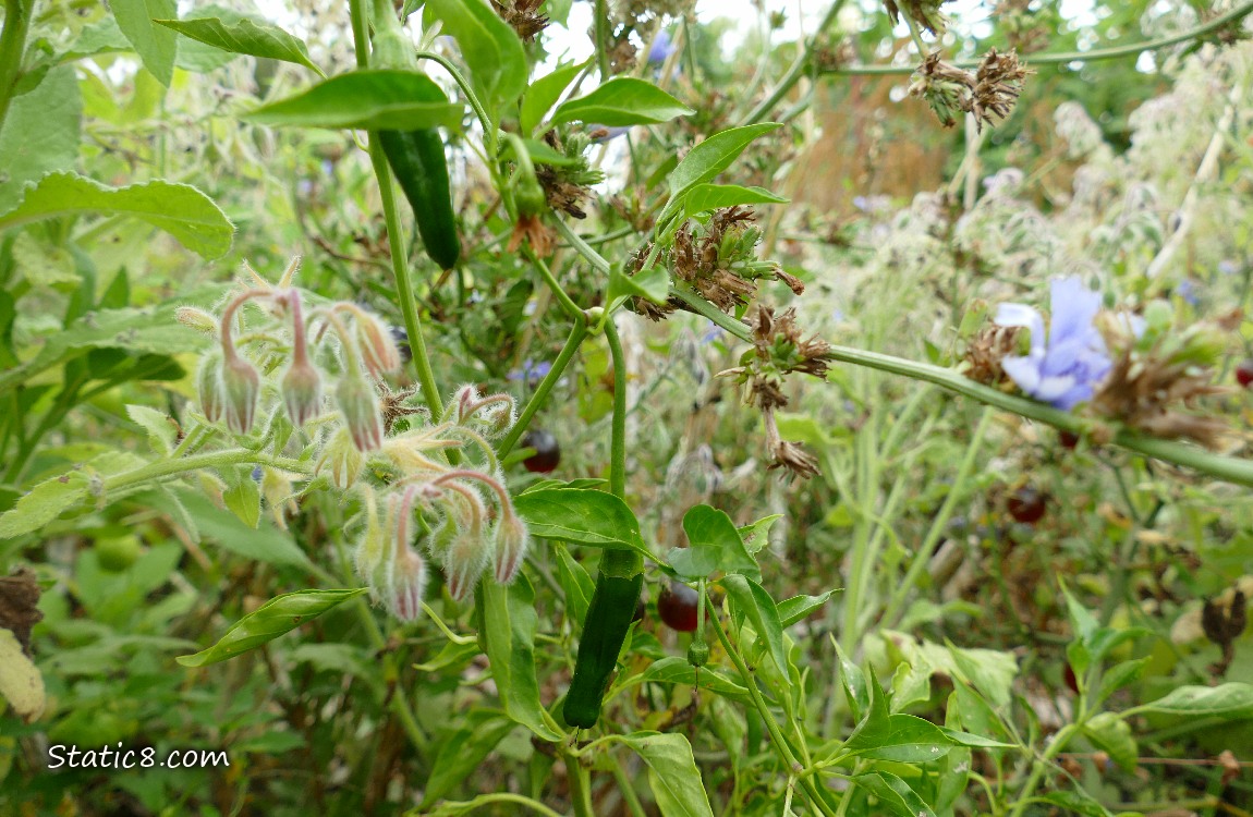 Green pepper fruits growing on the plant
