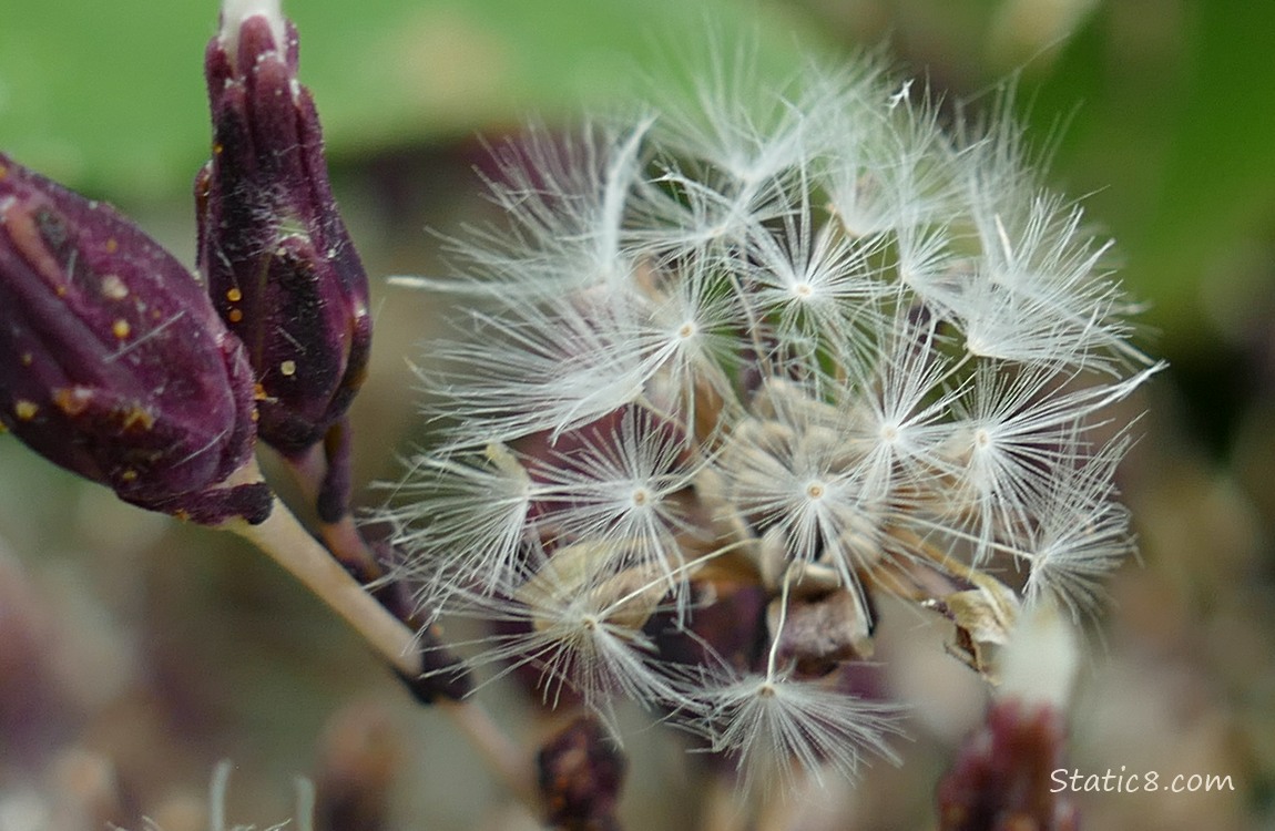 Purple Lettuce seed heads