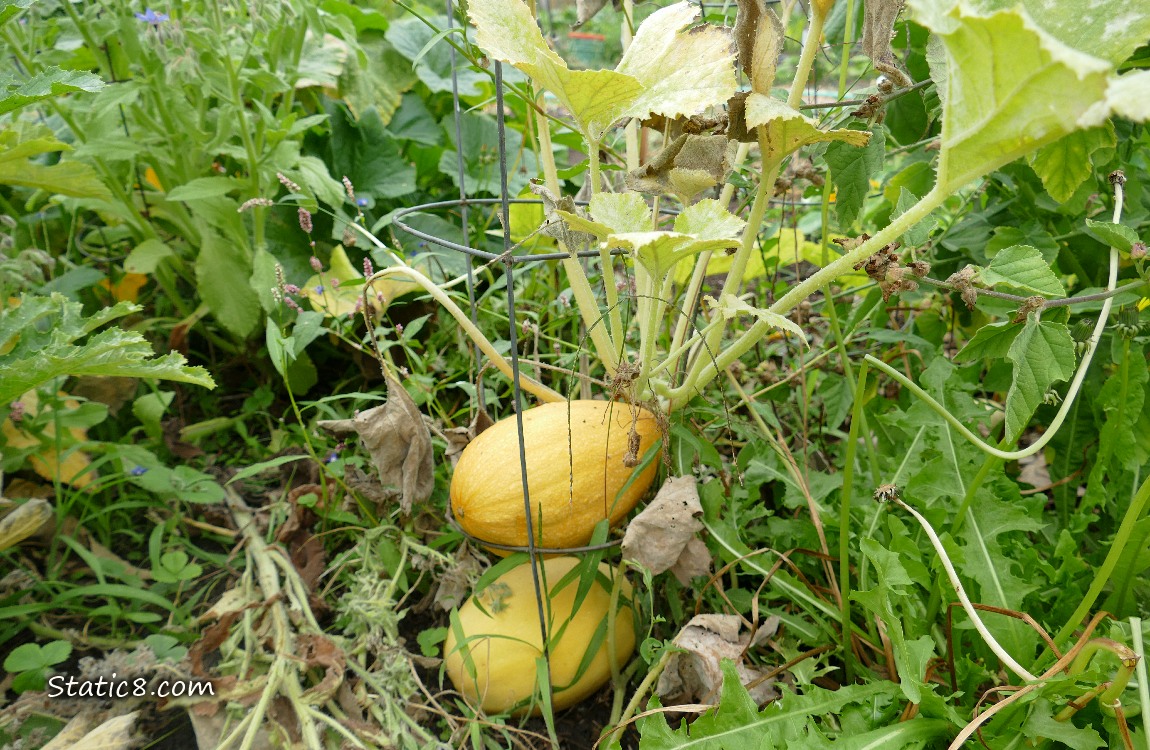Dying Spaghetti Squash plant with two fruits under it