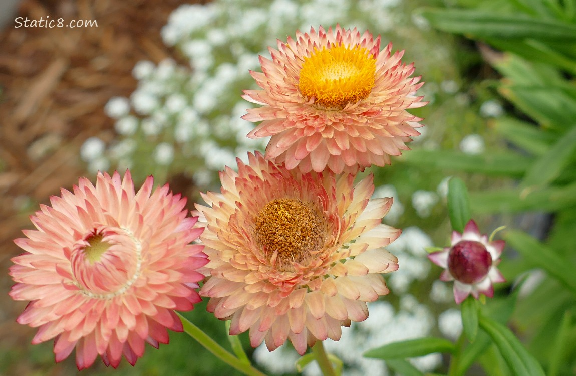 Close up of Strawflower blooms with white flowers in the background