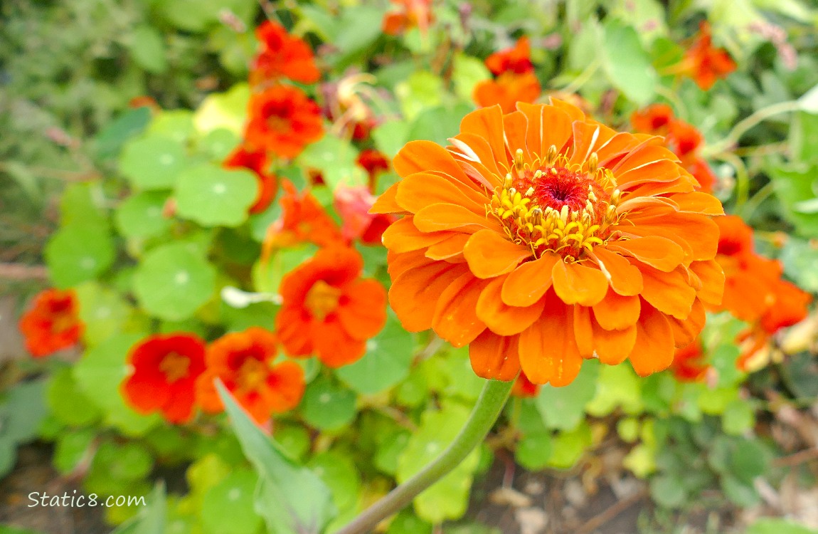 Orange Zinnia bloom in front of a Nasturtium plant with red blooms