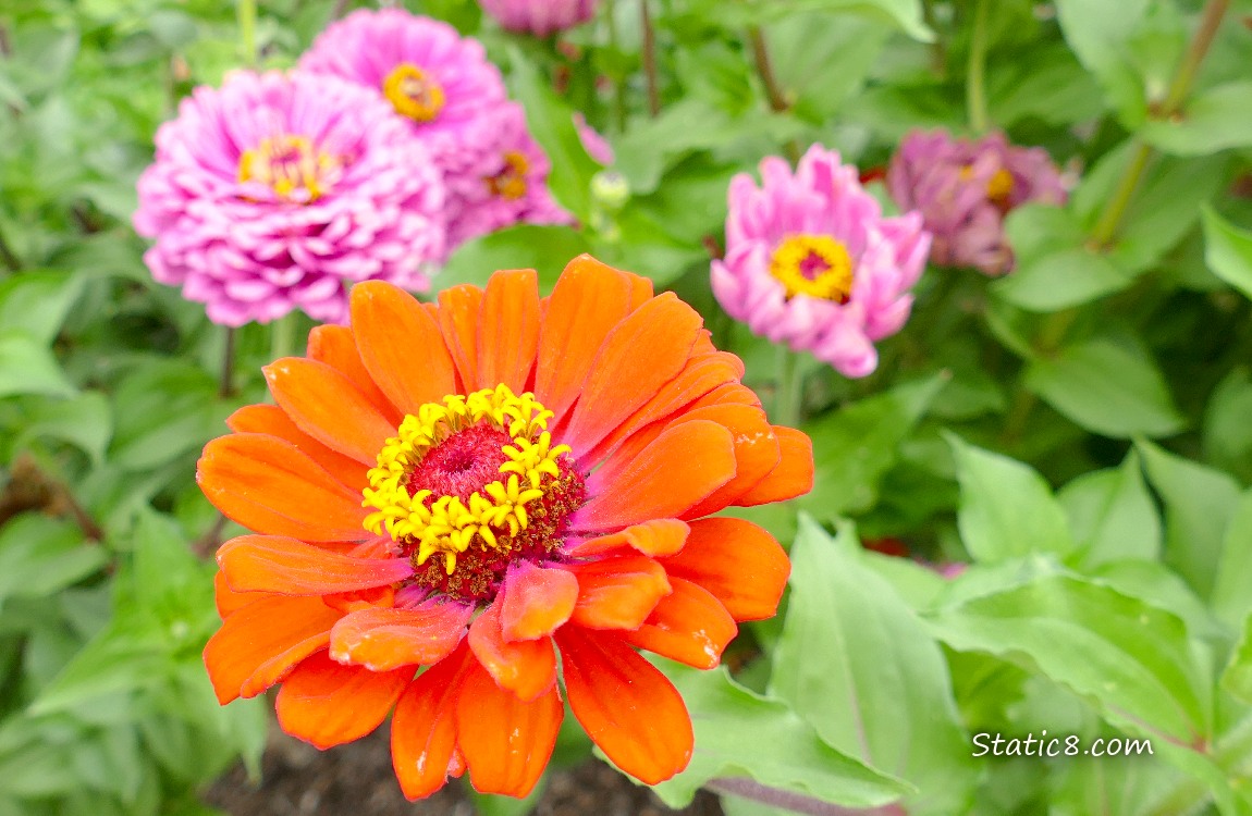 Orange Zinnia bloom with pink blooms behind it