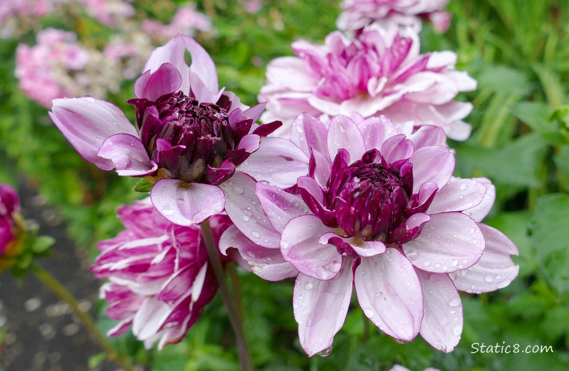 pink Dahlia blooms with other pink blooms in the background