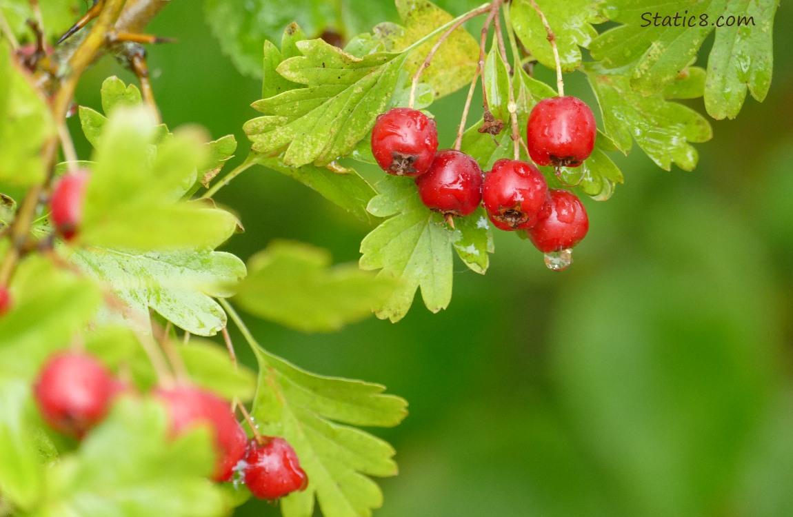 Red Hawthorn berries ripening on the tree