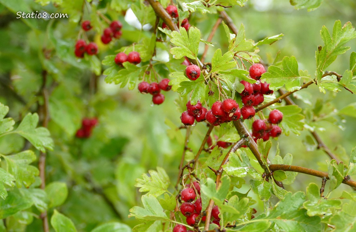 Red Hawthorn berries ripening on the tree