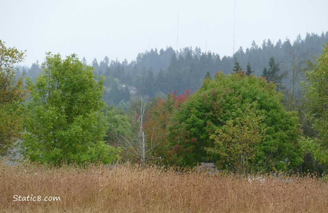 Misty trees in the distance