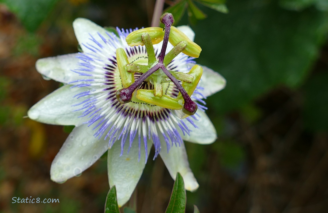 Passion Flower bloom against a dark background