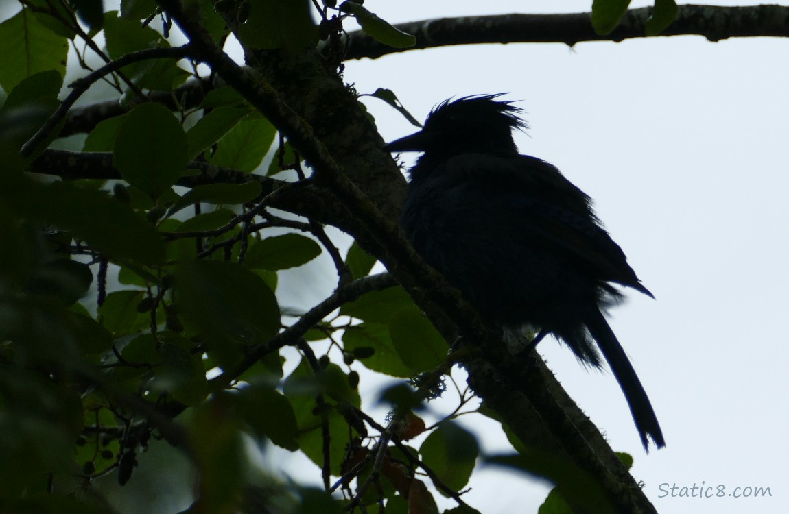 Silhouette of a Steller Jay in a tree, grey sky behind