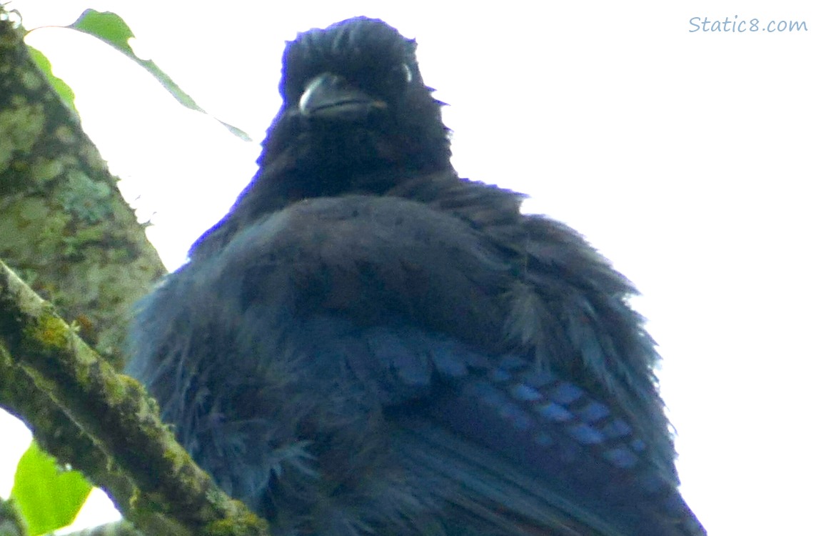 Steller Jay looking down from the tree, grey sky behind