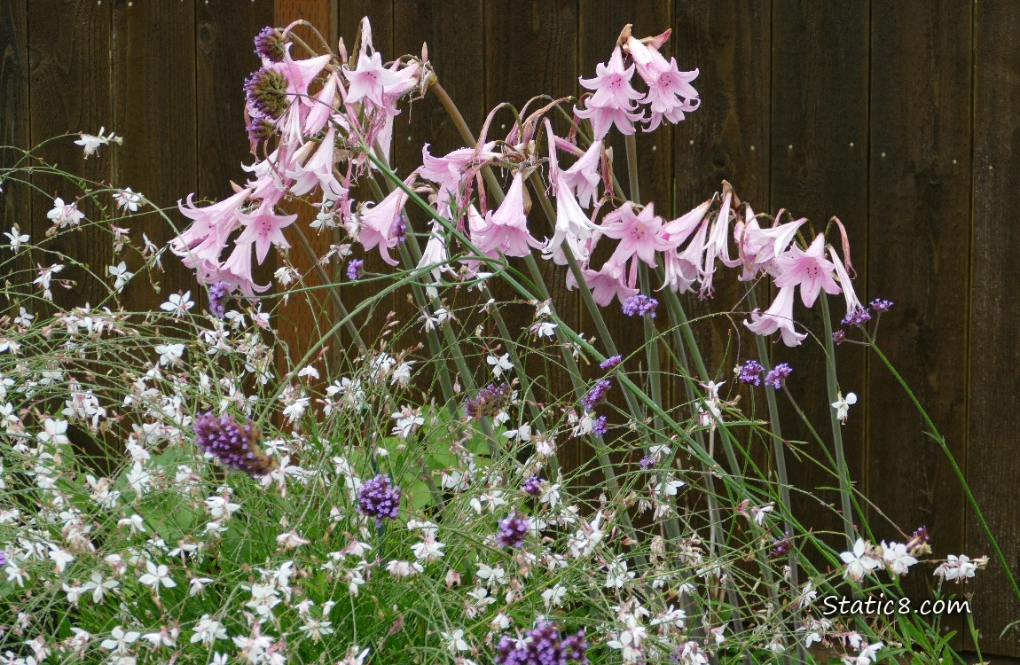 Pink Surprise Lily blooms with white flowers and a wood fence in the background