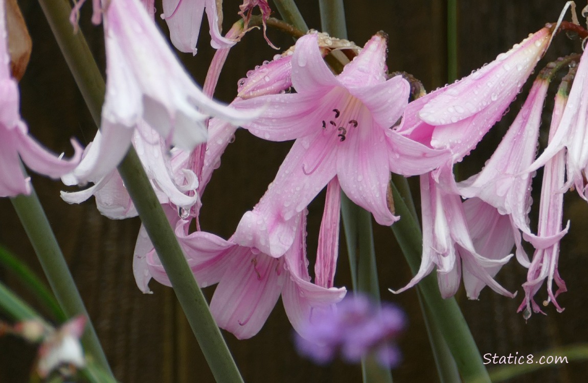 Close up of pink Surprise Lily blooms and a wood fence in the background