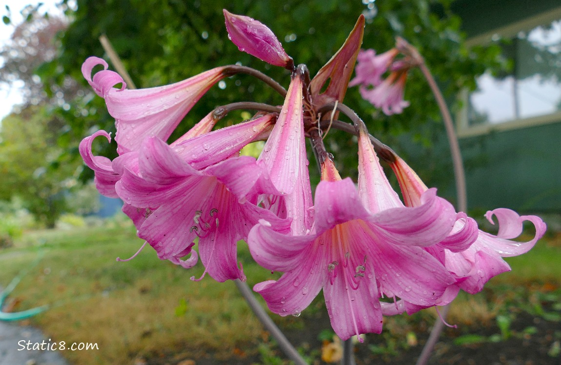 Pink Surprise Lilies with trees and grass int he background