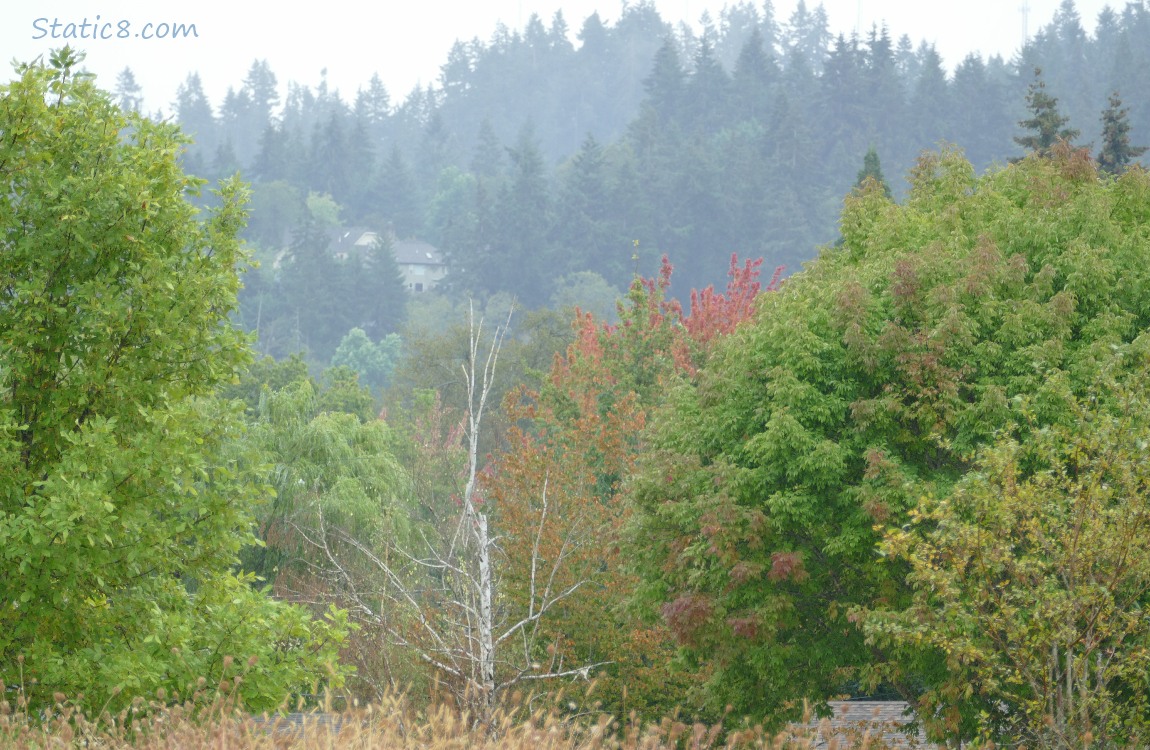 Dead tree with a white trunk, surrounded by living trees