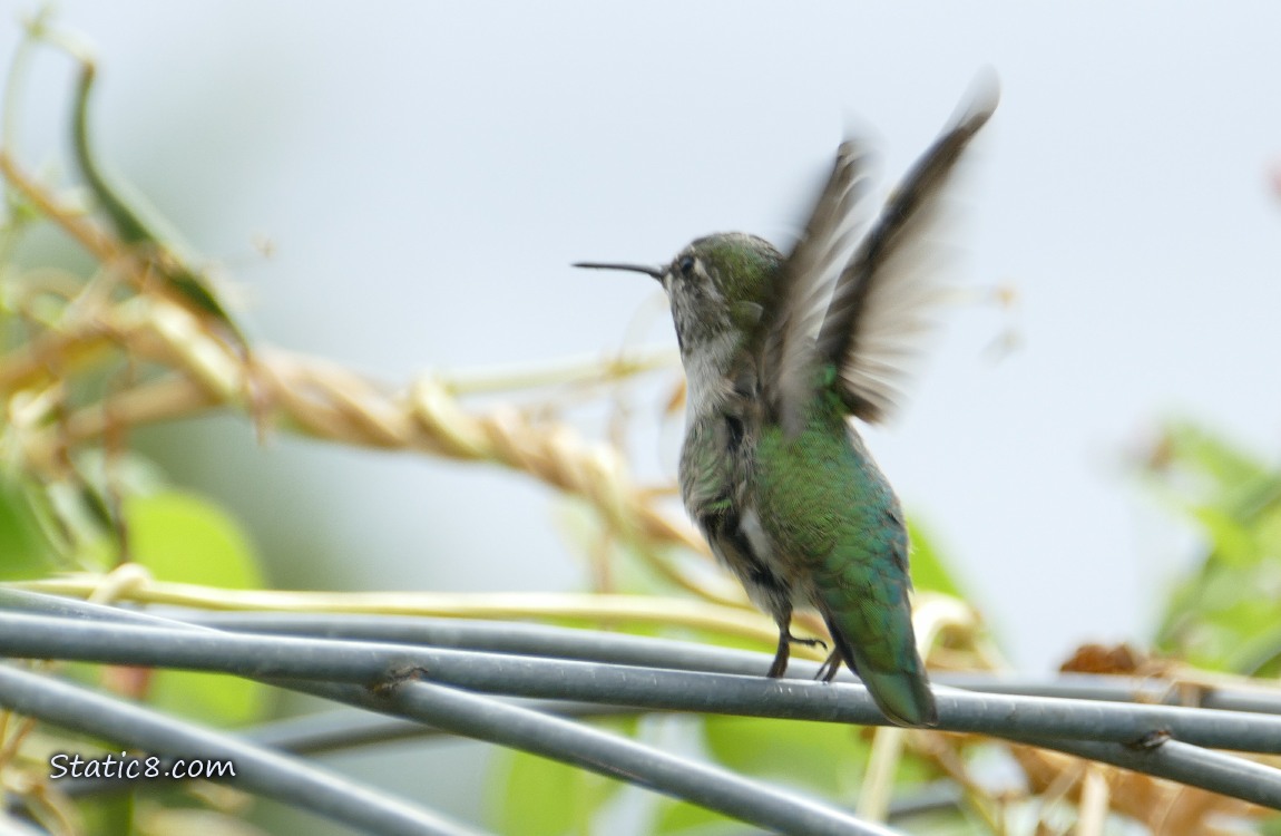 Anna Hummingbird flying away from his perch on a wire trellis