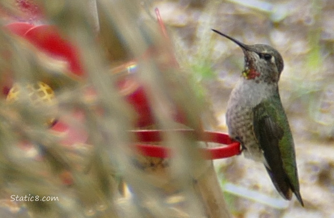 Anna Hummingbird standing at a feeder, partially hidden by dead leaves