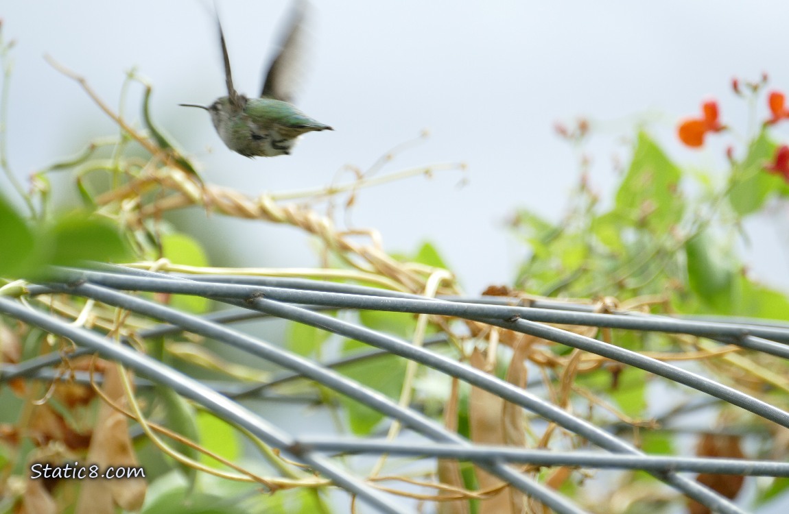 Anna Hummingbird flying away