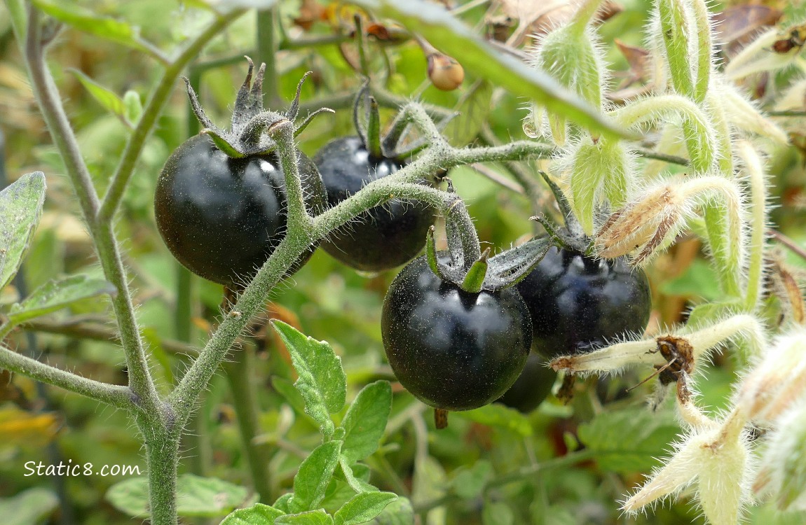 Black cherry tomatoes ripening on the vine