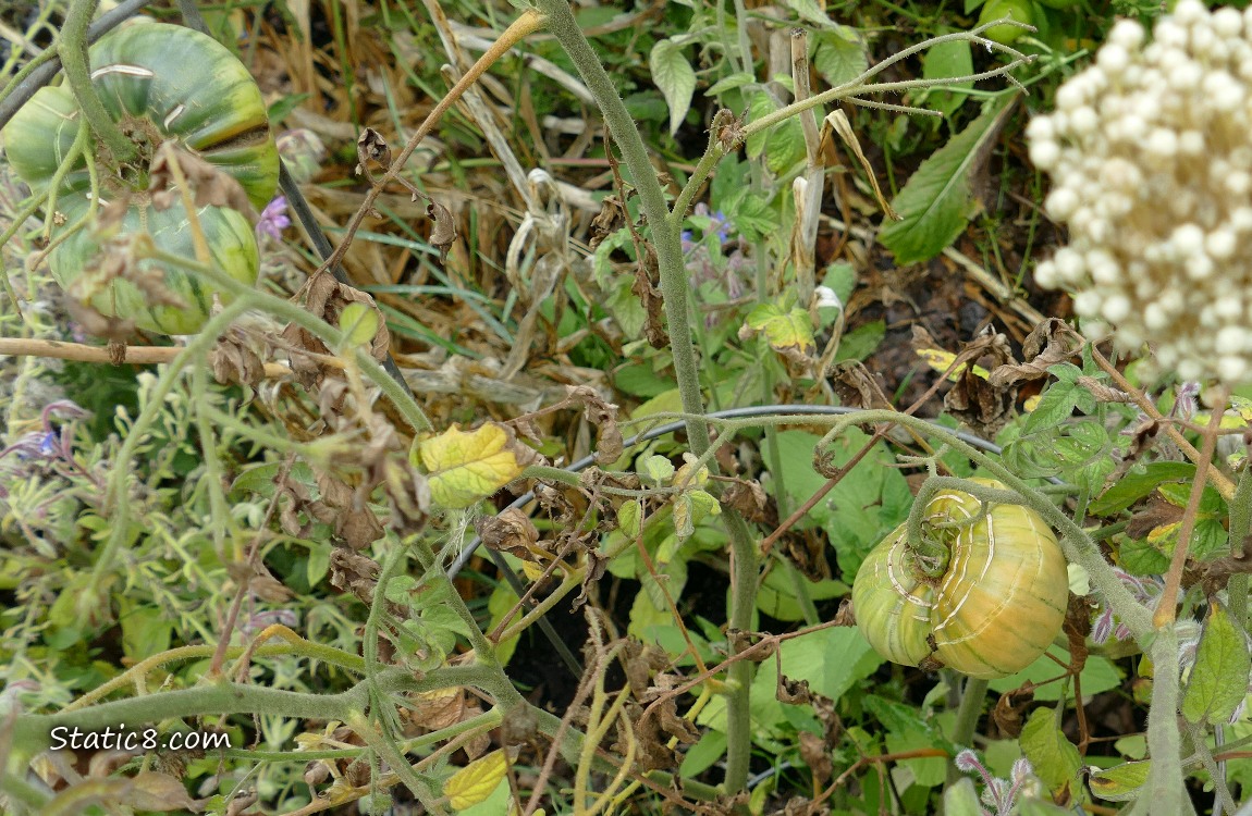 Green, cracked tomatoes ripeing on the vine