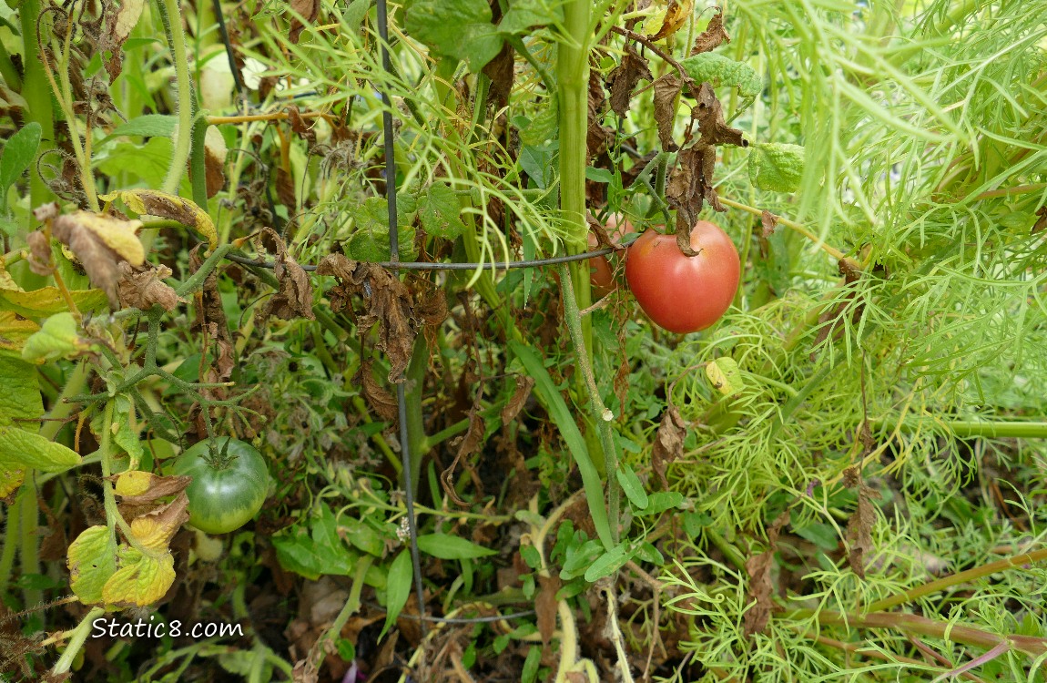 Red tomato ripening on the vine, next to cosmos leaves