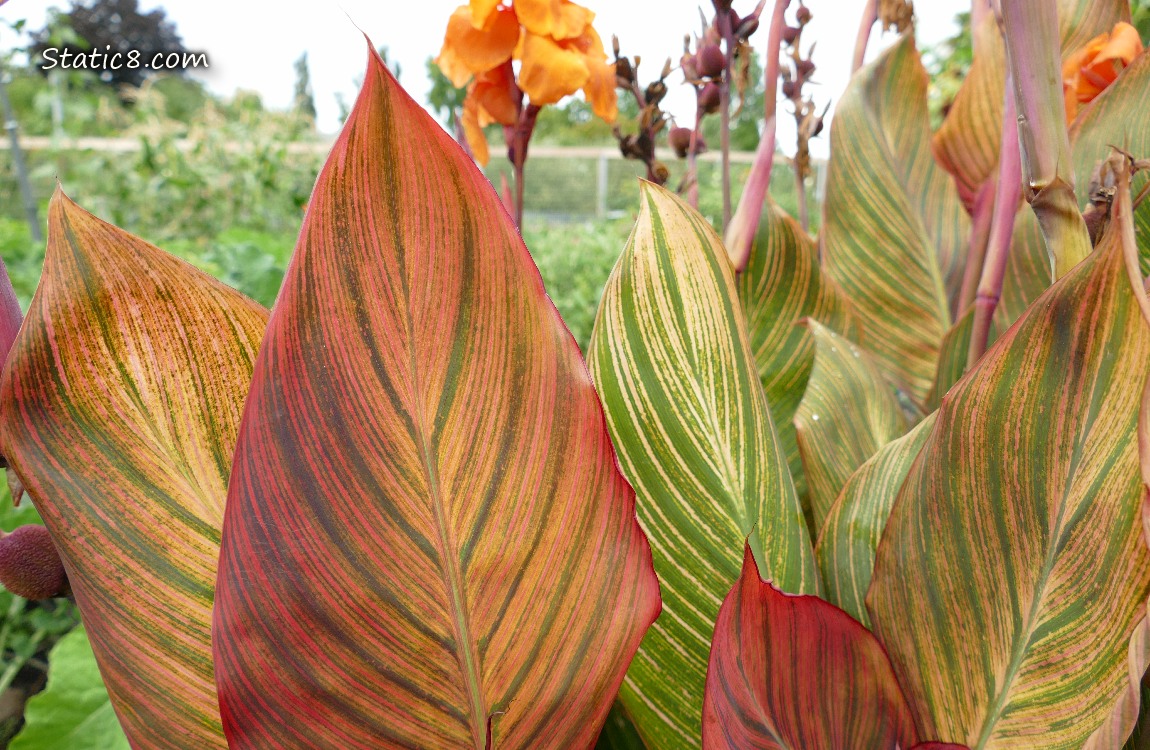 Canna Lily leaves are striped green and red