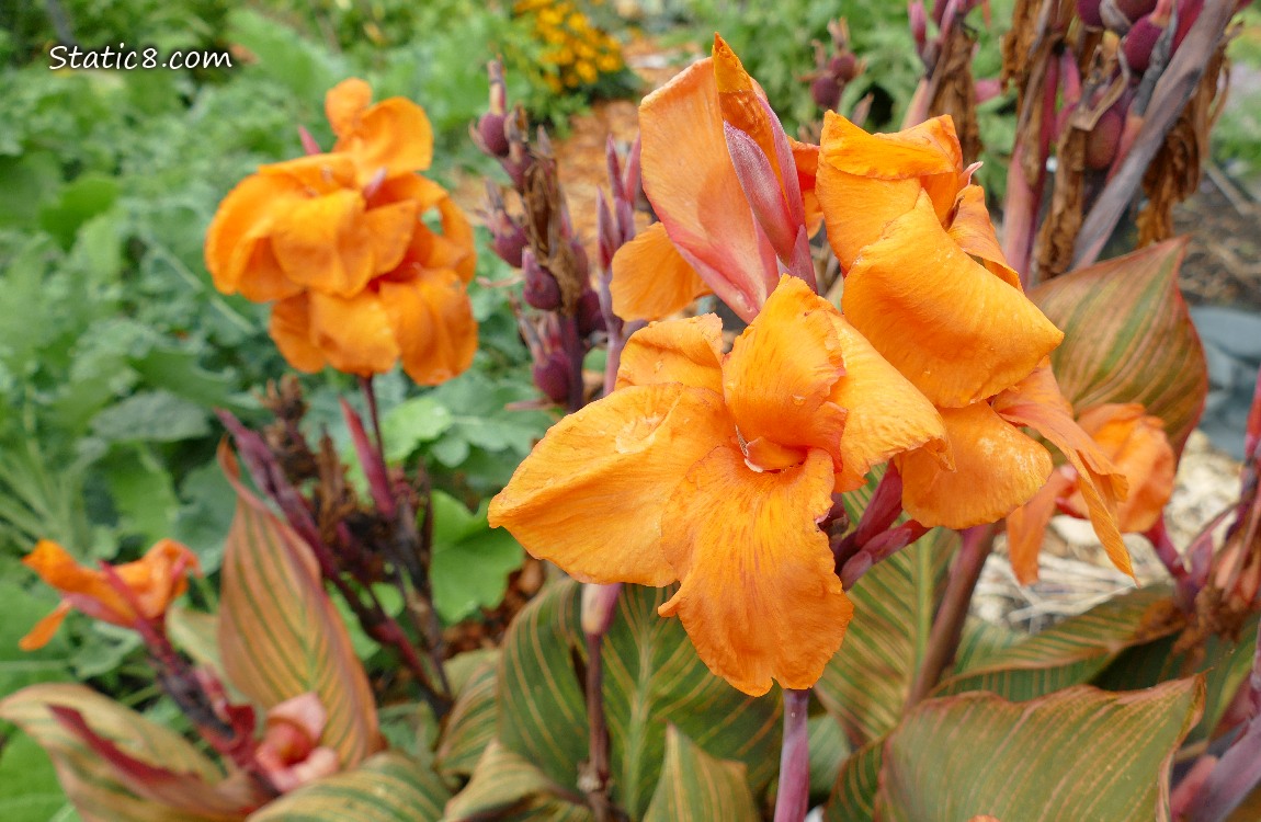 Orange Canna Lily blooms