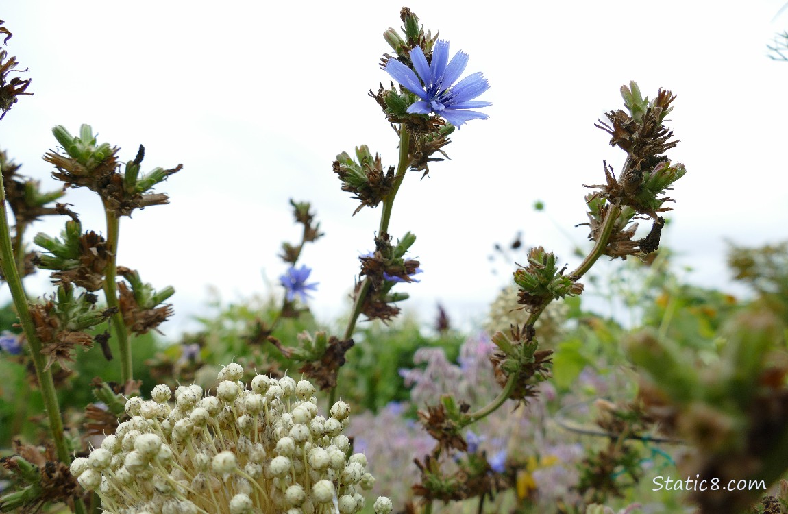 Chicory bloom with grey sky behind