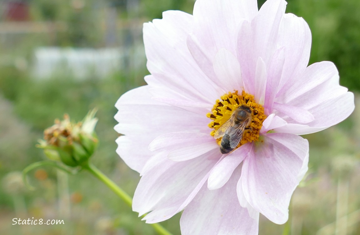 Pale pink Cosmos bloom with a Honey Bee sitting in it