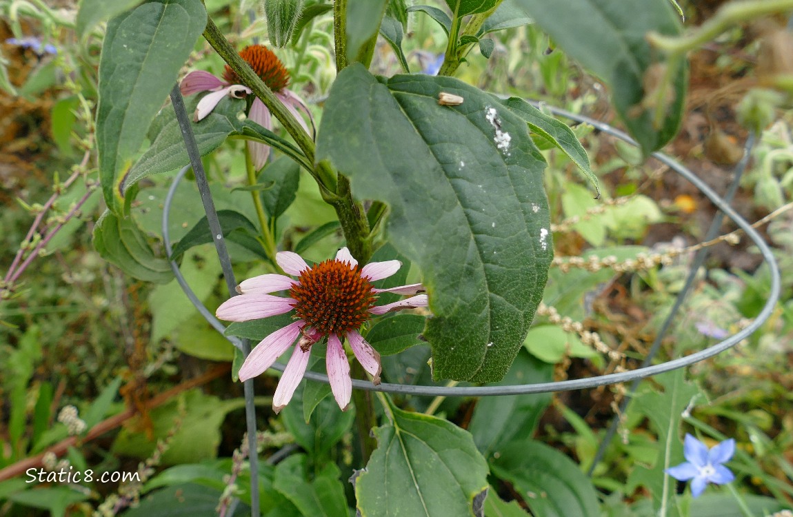 Echinacea bloom on the plant