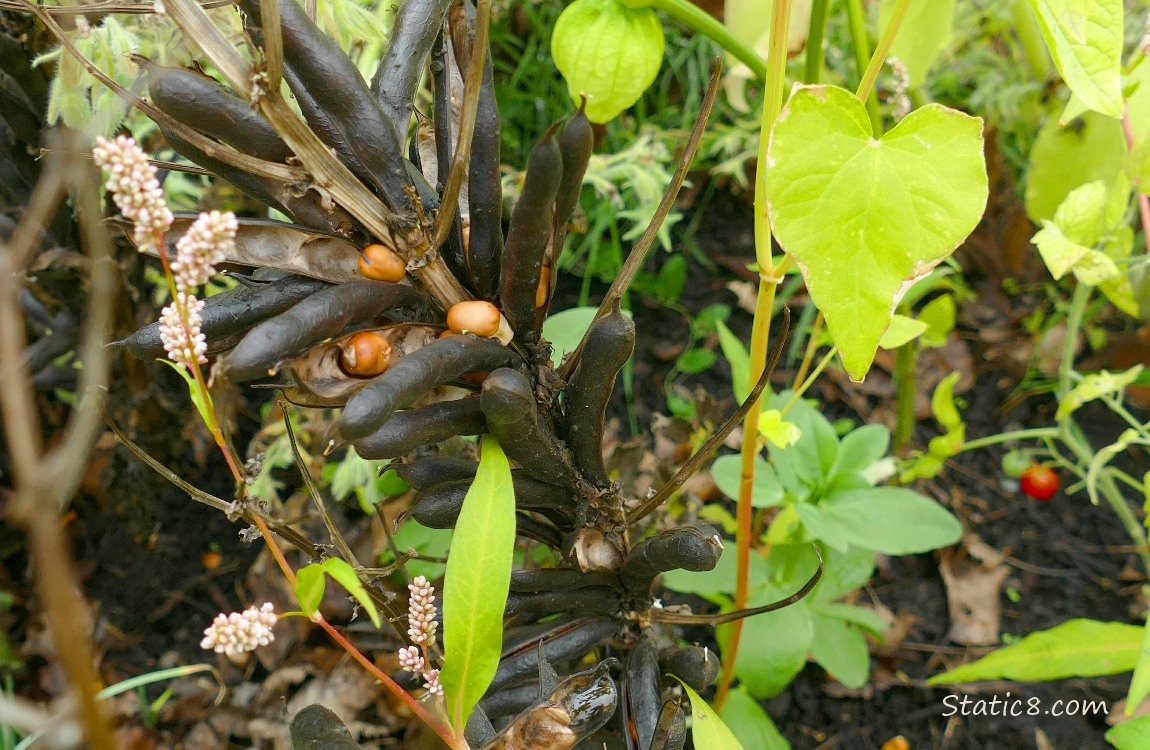 Fava gone to seed and with open bean pods, along side other garden plants