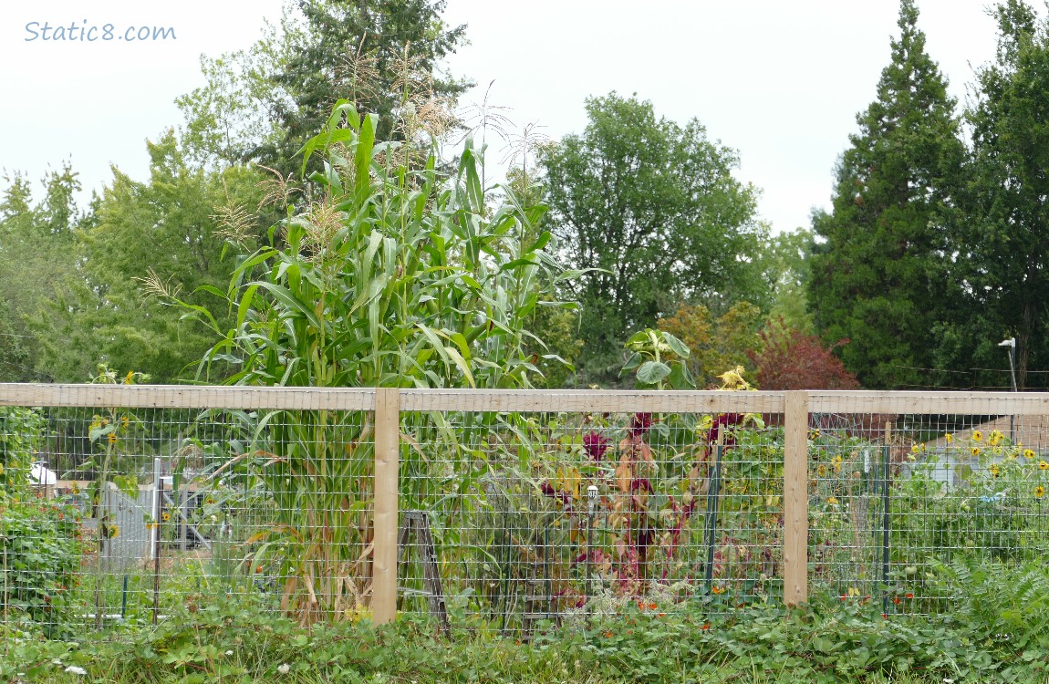 Garden past the fence