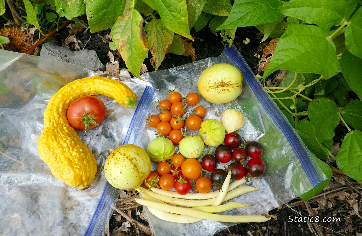 Harvested veggies on ziplock bags on the ground