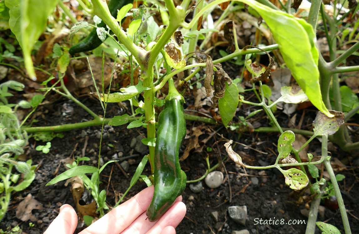 Holy Mole pepper growing on the plant
