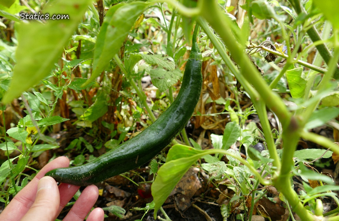 Holy Mole pepper growing on the plant