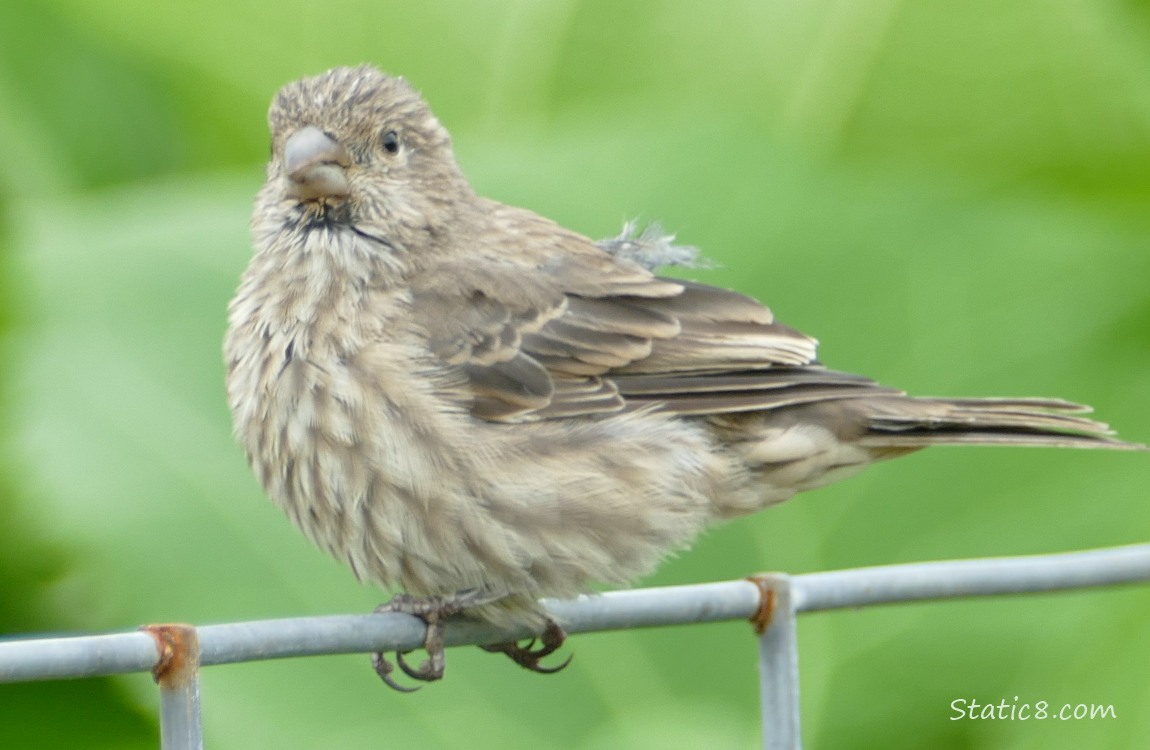 Female House Finch standing on a wire trellis, green background