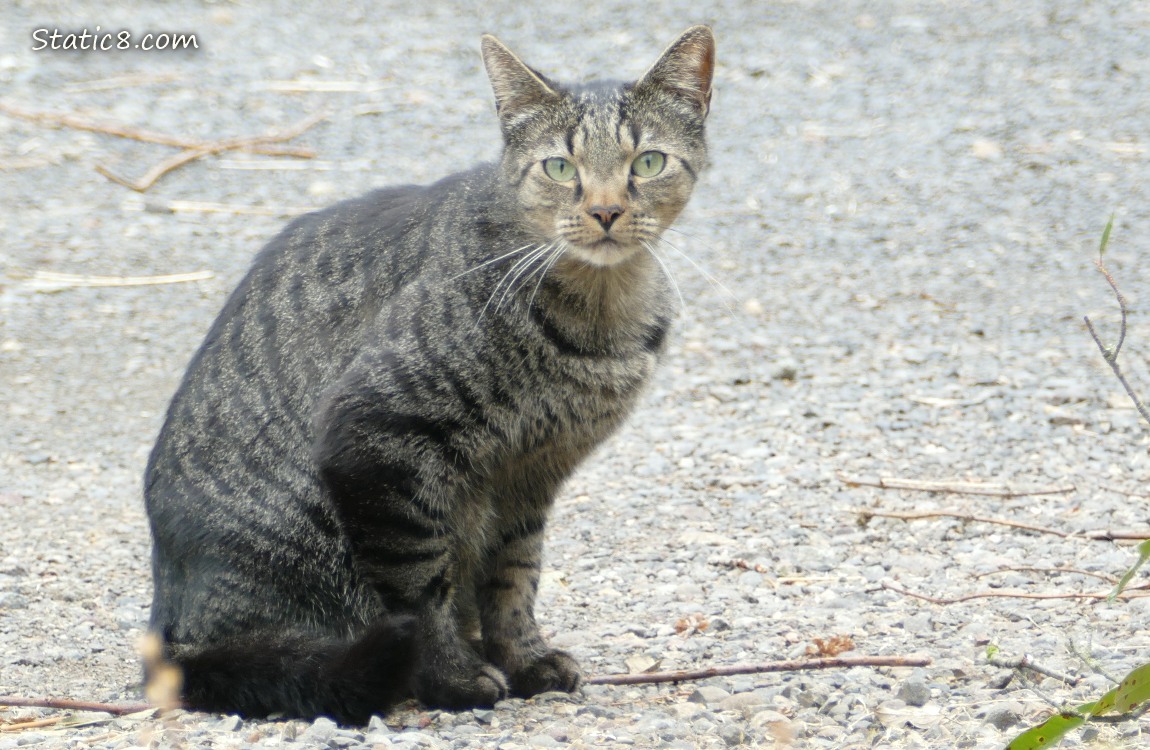 Tabby cat sitting on a gravel street