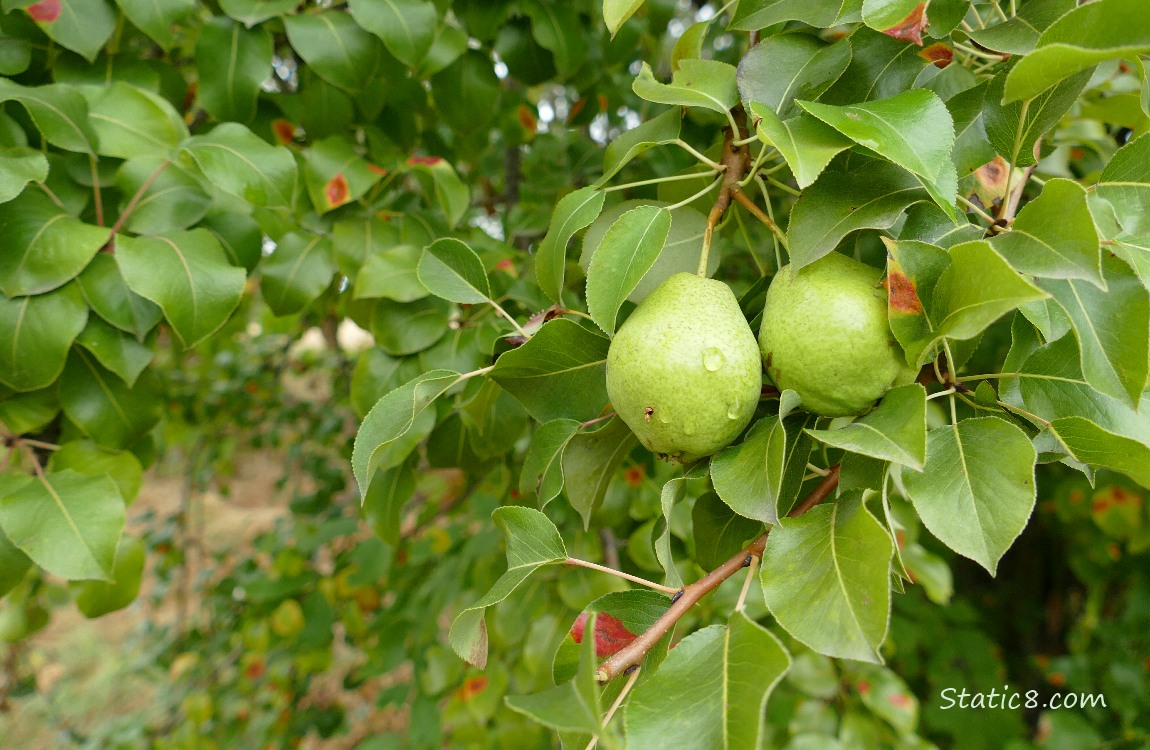 Green Pears ripening on the tree