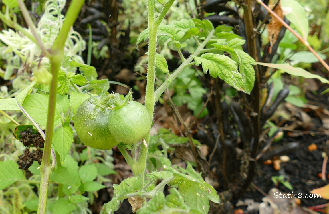 Green tomatoes ripening on the plant