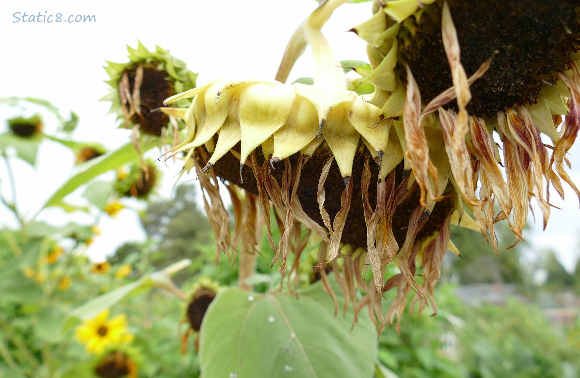 Sunflower seed head with drooping petals, grey sky behind