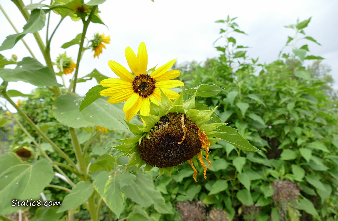 Sunflower bloom in front of a Sunroot plant