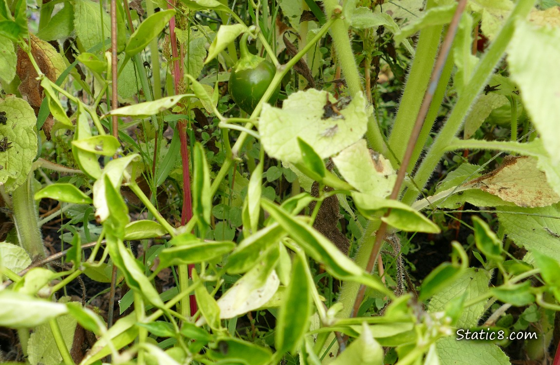 Green pepper growing on the plant